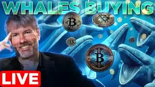 Whales Buying Bitcoin At Record Amounts🚀LIVE🔴