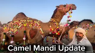 Lahore Camel Mandi update | shahpur kanjrah lahore | #qurbanicollection