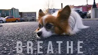 Just Breathe // Percy the Papillon Dog