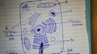 BIOLOGY-AN ANIMAL CELL....SEE IT LIVE