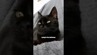 Overthinking be like: 🥴🤣 #funnyvideos #funnycats #cats #blackcats #memes #shorts #catmemes #funny