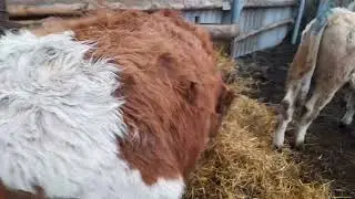 продаются бычки симментальской породы 7-8 месяцев
