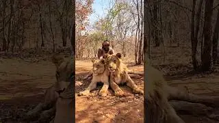 My first time petting lions in africa #zambia #livingstone #africa #motivation
