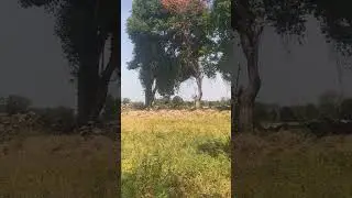village life | my village | farming | life of farmer #nature #farming #village#villagelife