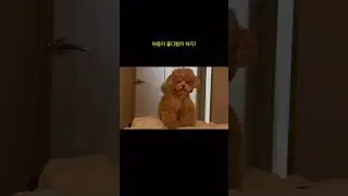 계모한테 등돌린 복떠니🐶