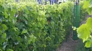 Recycle sprayers by Lipco
