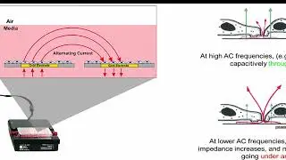 Minute Biophysics Electric Cell–Substrate Impedance Sensing (ECIS) - Jonathan