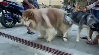 husky stud session to wooly type husky