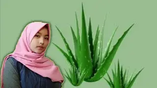 CARA MEMBUAT MASKER LIDAH BUAYA
