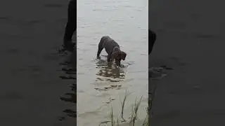 Курцхаар  БОНЯ