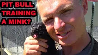 What? Can a Pit Bull Train a Mink???