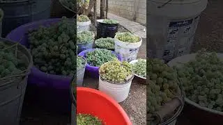 Виноград для шампанского