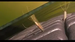 ...знакомьтесь, хеликобактерия! (3)