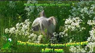 Бэстик. Походные сезоны разных лет.