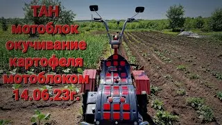 Окучивание картофеля мотоблоком. 14.06.23г.