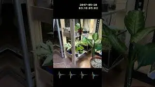 Стеллажи #shortvideo #москва #цветы #garden #цветыдлядома #растения #сборка #стеллаж