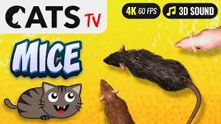 Game for cat - Catching mouse 🐭😻 CATS TV 📺 3 HOURS