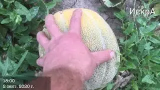 Дыня Эфиопка