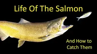 Life of the Chinook and Coho Salmon and How to Catch One Fishing