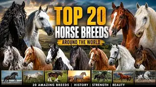 Top 20 Horse Breeds Around the World | Arabian, Friesian, Mustang & More | Horse Documentary