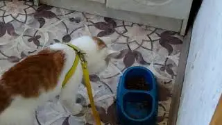 Кот ест лапой