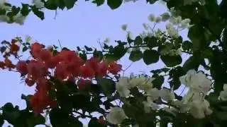 Все Цветы,для Тебя_ 2012 HD