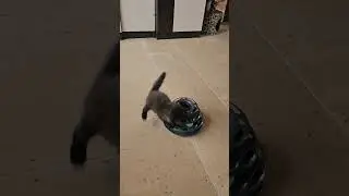 功夫 cat