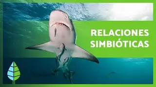 What is Symbiosis? 🐠🦐 Mutualism, Commensalism, Parasitism + Examples 🐦