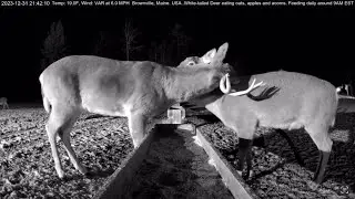 Mutual Grooming Bucks