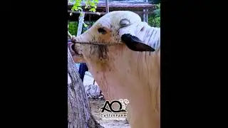 MARJAN 📞 0336-0237367 | AQ Cattle Farm | Cattle Market Karachi