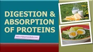 Digestion and absorption of proteins:  biochemistry