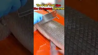 The Fish That Has the Strongest Defense