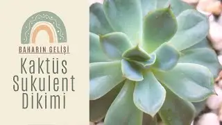 BAHARIN GELİŞİ I Kaktüs & Sukulent Dikimi