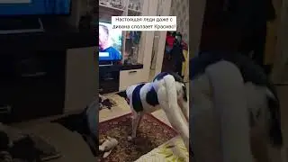 Настоящая леди #собаки #животные #юмор #приколы #леди