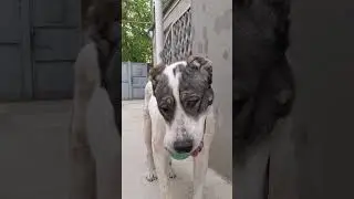 Алабай #среднеазиатскаяовчарка  #волкодав #алабаи #алабайвидео