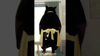 Кот не дает выпить 