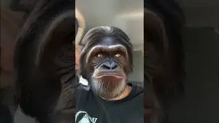 CAN’T DO BOTH #goingoutside #beyourself #saysomethingnice #nice #comedy #laughing #funny #chimpanzee