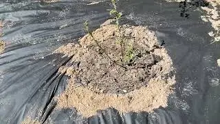 Размножаем кислицу.