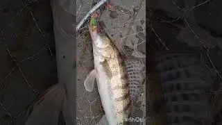 СУДАК НА СИЛИКОН " ЛЯГУШКА ОТ РЕЛАКСА" 2024                           #fishing #рыбалка #carpfishing