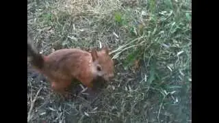 Белка на соборной горке