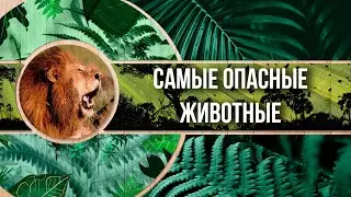 Самые опасные животные | Топ 10