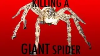 Killing a Giant Spider