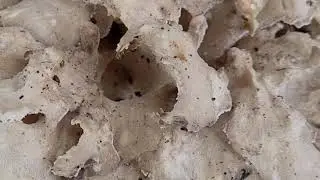 mushroom 🍄 too many