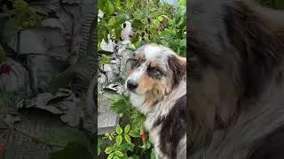 О, малинка поспела😉