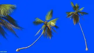 PALM TREE BLUE SCREEN CHROMA