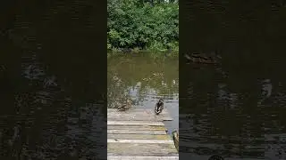 Практически ручные, хоть и дикие утки