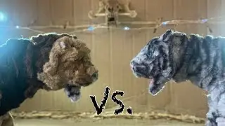 South African Lion VS. Bengal Tiger - Ultimate Animal Showdown Pilot/Episode 2!