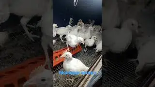 молодняк Легорн стандарт