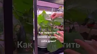 Как вырастить свежие огурцы у себя дома? 