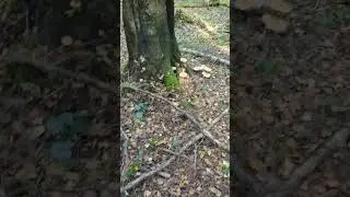 #опята в #подмосковье